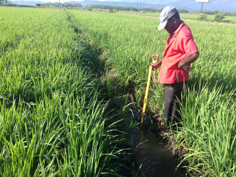 Mejoramiento del manejo integrado del cultivo de arroz para el control de CAHB