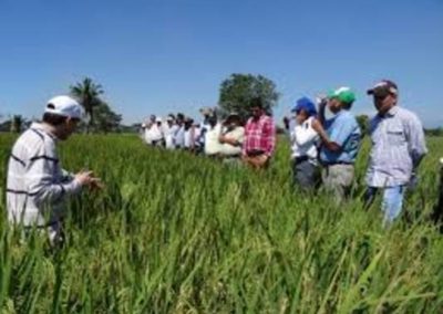 Nuevas variedades de arroz resistentes al CAHB