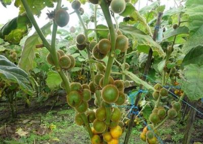 Nueva variedad de naranjilla (Solanum quitoense)