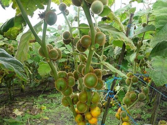Nueva variedad de naranjilla (Solanum quitoense)