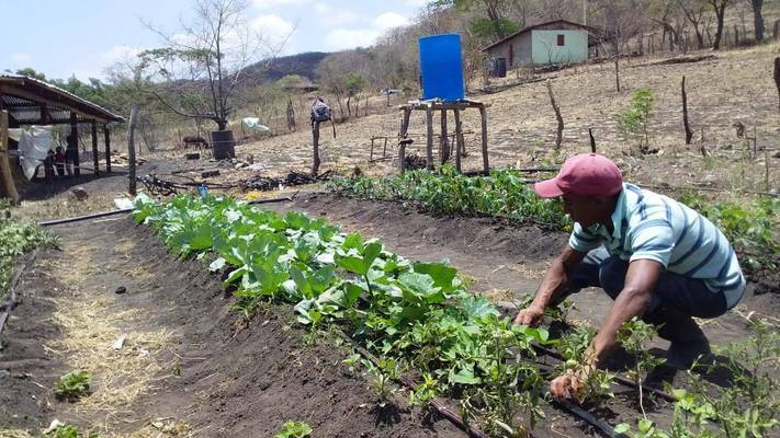 Cultivos agroecológicos para familias del Corredor Seco Centroamericano