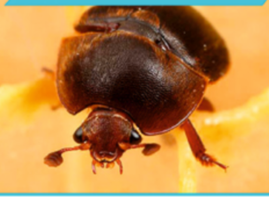 Estrategia para el diagnóstico y control del Pequeño Escarabajo de la Colmena