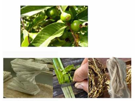 Lignocellulosic fruit residues for biocomposites or biocatalysts