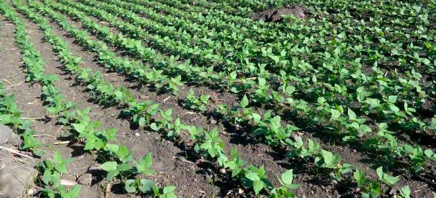 Método de cultivo biointensivo de maíz y frijol para el Corredor Seco de Centroamérica