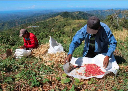 Frijol rico en hierro para la agricultura familiar de América Latina y El Caribe