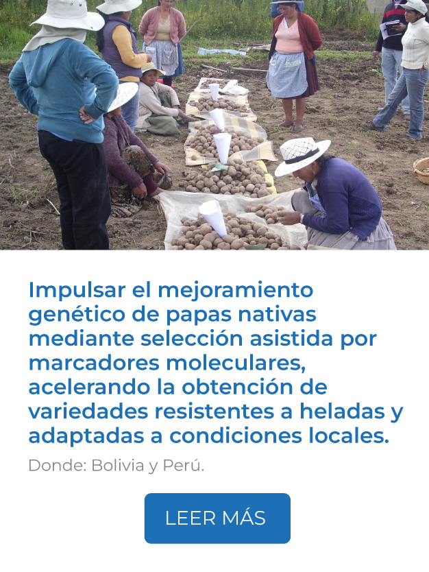 Este proyecto impulsa el mejoramiento genético de papas nativas mediante selección asistida por marcadores moleculares, acelerando la obtención de variedades resistentes a heladas y adaptadas a condiciones locales.<br />
Donde: Bolivia y Perú.