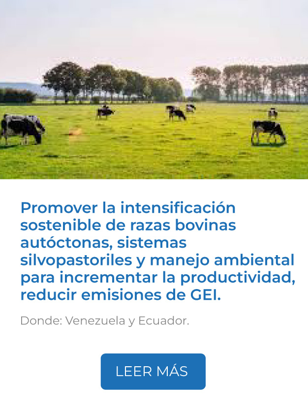 Este proyecto promueve la intensificación sostenible de razas bovinas autóctonas, combinando mejoramiento genético, sistemas silvopastoriles y manejo ambiental para incrementar la productividad, reducir emisiones de GEI.<br />
Donde: Venezuela y Ecuador.<br />
