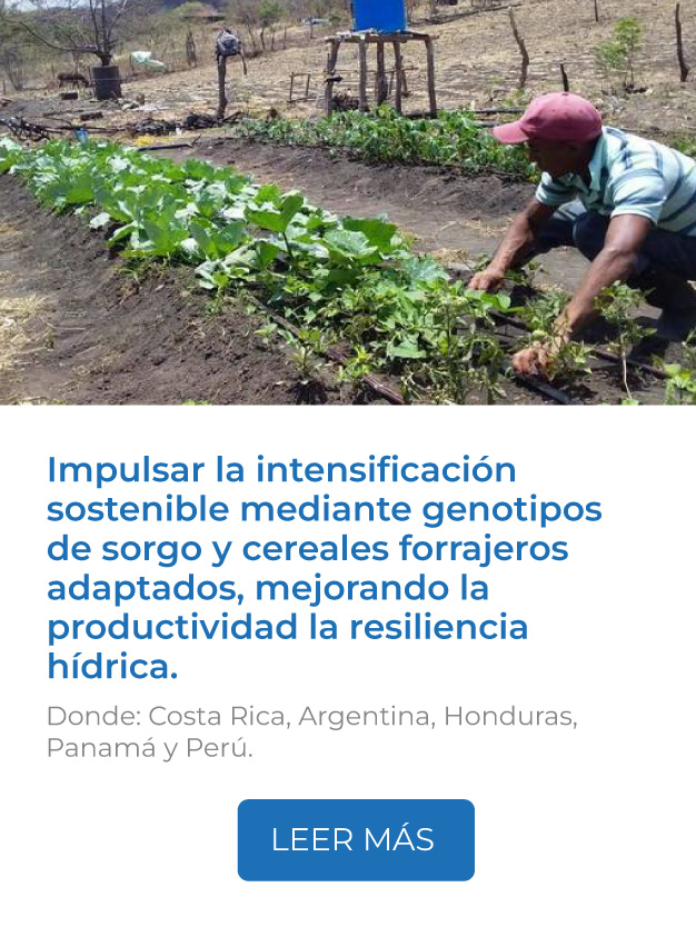 Este proyecto impulsa la intensificación sostenible mediante genotipos de sorgo y cereales forrajeros adaptados, mejorando la productividad, resiliencia hídrica y sustentabilidad de los sistemas agrícolas en la región.<br />
Donde: Costa Rica, Argentina, Honduras, Panamá y Perú.<br />
