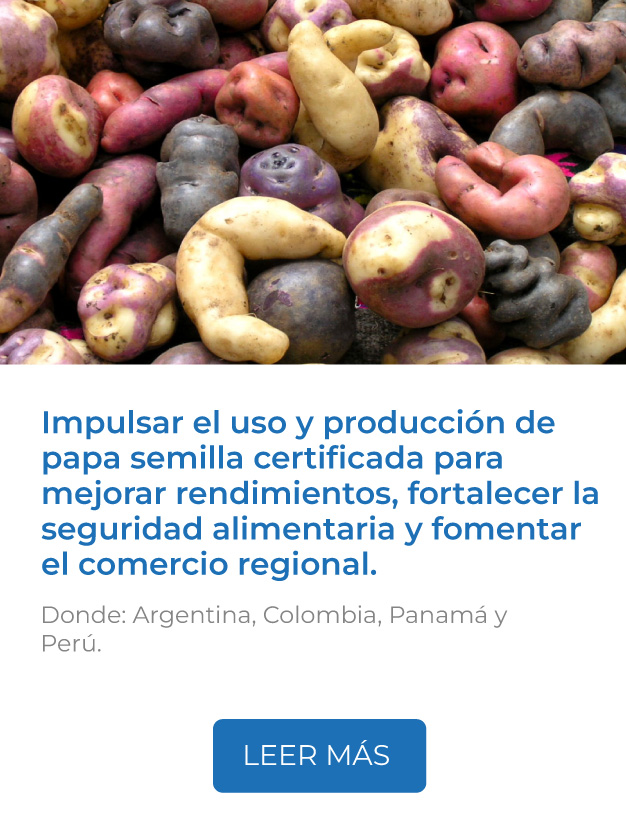 Este proyecto impulsa el uso y producción de papa semilla certificada para mejorar rendimientos, fortalecer la seguridad alimentaria y fomentar el comercio regional, combinando capacitación, armonización normativa y sostenibilidad tecnológica. Donde: Argentina, Colombia, Panamá y Perú. 