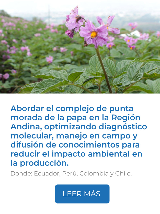 Este proyecto aborda el complejo de punta morada de la papa en la Región Andina, optimizando diagnóstico molecular, manejo en campo y difusión de conocimientos para incrementar rendimientos y reducir el impacto ambiental en la producción.<br />
Donde: Ecuador, Perú, Colombia y Chile.