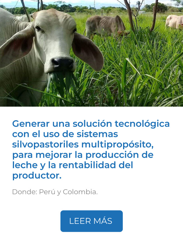 Este proyecto trabajará en generar una solución tecnológica con el uso de sistemas silvopastoriles multipropósito, para mejorar la producción de leche y la rentabilidad del productor.<br />
Donde: Perú y Colombia.<br />
