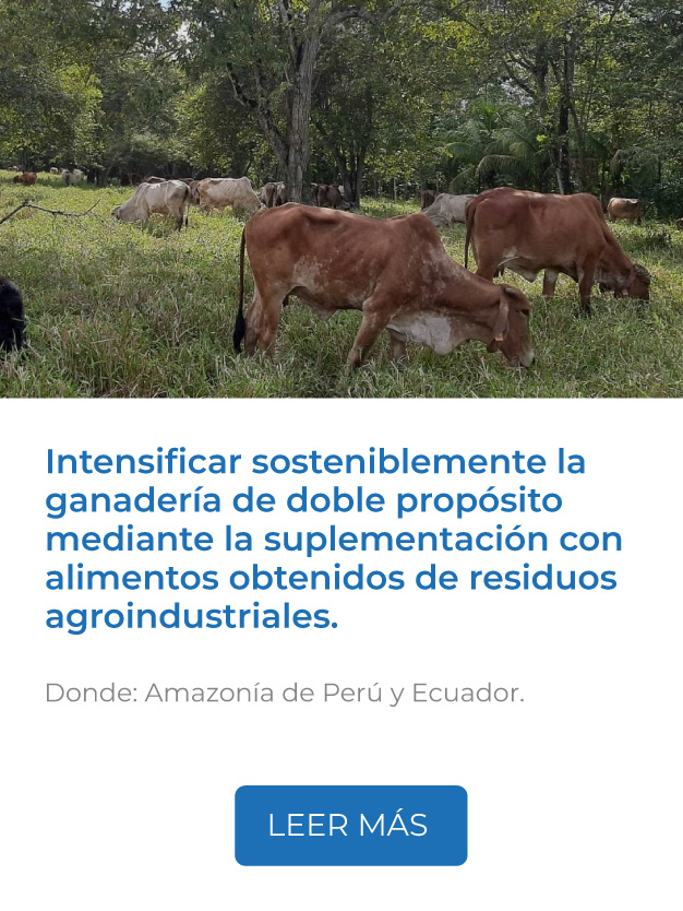 Este proyecto busca intensificar sosteniblemente la ganadería de doble propósito mediante la suplementación con alimentos obtenidos de residuos agroindustriales.<br />
Donde: Amazonía de Perú y Ecuador.<br />
