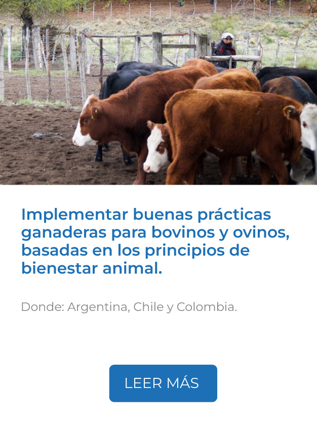 Este proyecto implementa buenas prácticas ganaderas para bovinos y ovinos, basadas en los principios de bienestar animal.<br />
Donde: Argentina, Chile y Colombia.<br />
