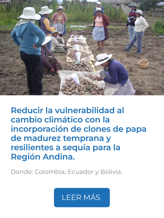 Este proyecto reduce la vulnerabilidad al cambio climático con la incorporación de clones de papa de madurez temprana y resilientes a sequía para la Región Andina.