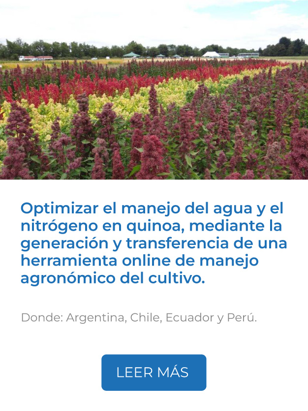 Este proyecto busca optimizar el manejo del agua y el nitrógeno en quinoa, mediante la generación y transferencia de una herramienta online de manejo agronómico del cultivo.