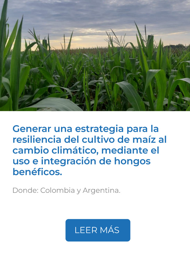 Este proyecto genera una estrategia para la resiliencia del cultivo de maíz al cambio climático, mediante el uso e integración de hongos benéficos.