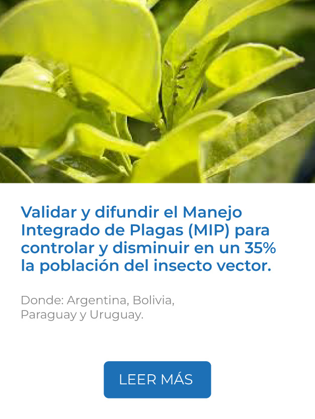 Este proyecto busca validar y difundir el Manejo Integrado de Plagas (MIP) para controlar y disminuir en un 35% la población del insecto vector.