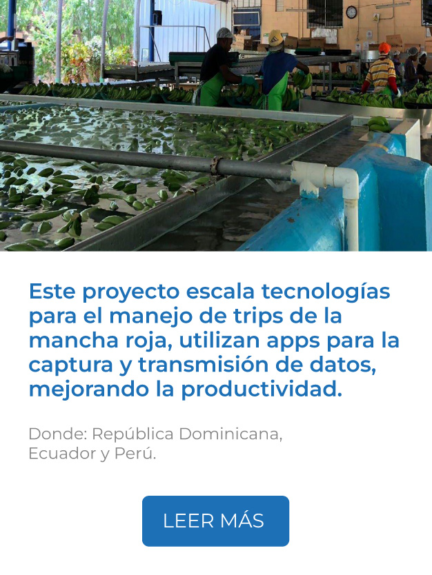 Este proyecto escala tecnologías para el manejo de trips de la mancha roja, utilizan apps para la captura y transmisión de datos, mejorando la productividad.