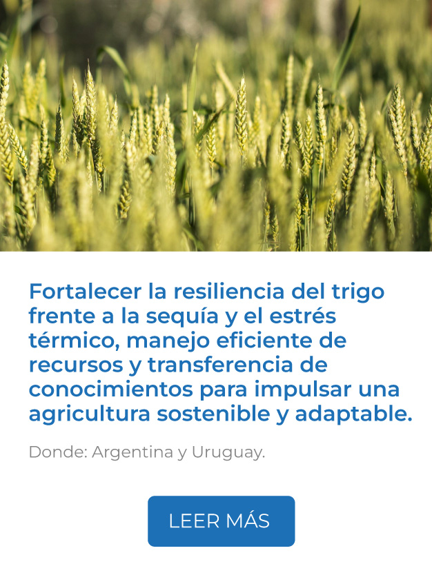 ste proyecto fortalece la resiliencia del trigo frente a la sequía y el estrés térmico, combinando análisis varietal, manejo eficiente de recursos y transferencia de conocimientos para impulsar una agricultura sostenible y adaptable.