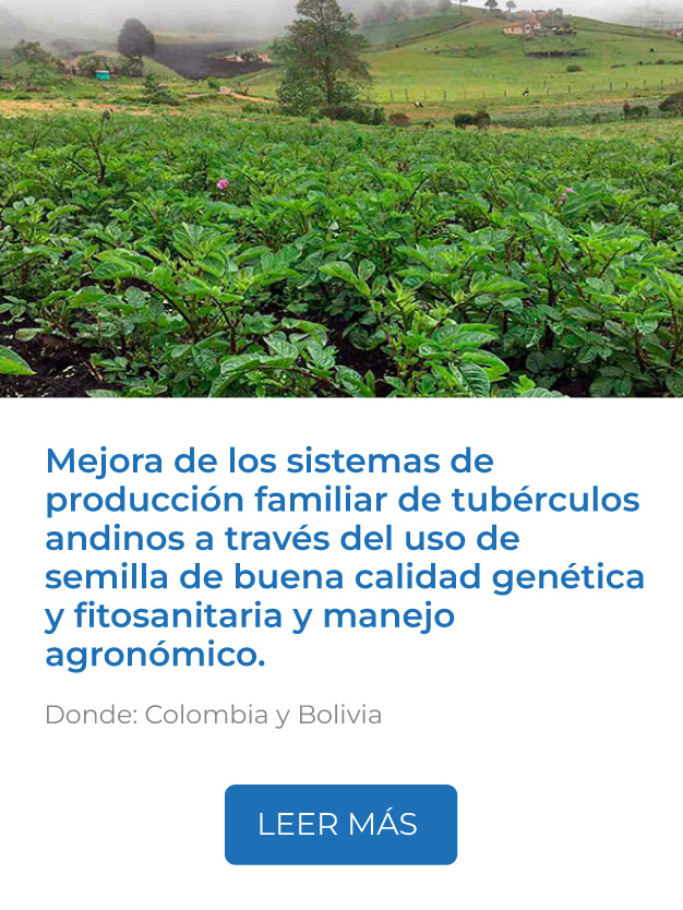 Este proyecto busca mejorar los sistemas de producción familiar de tubérculos andinos (papa, oca y mashua), a través del uso de semilla de buena calidad genética, fitosanitaria y manejo agronómico.