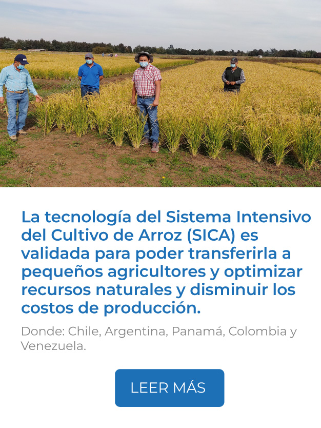 La tecnología del Sistema Intensivo del Cultivo de Arroz (SICA) es validada para poder transferirla a pequeños agricultores y así optimizar el uso de recursos naturales y disminuir los costos de producción.