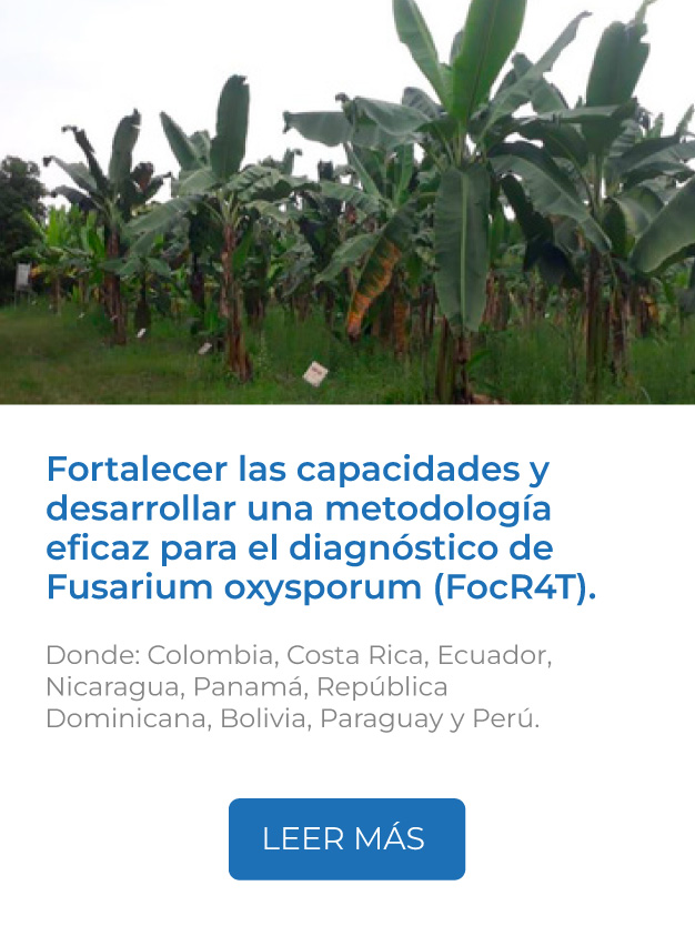 Este proyecto busca fortalecer las capacidades y desarrollar una metodología eficaz para el diagnóstico de Fusarium oxysporum (FocR4T).