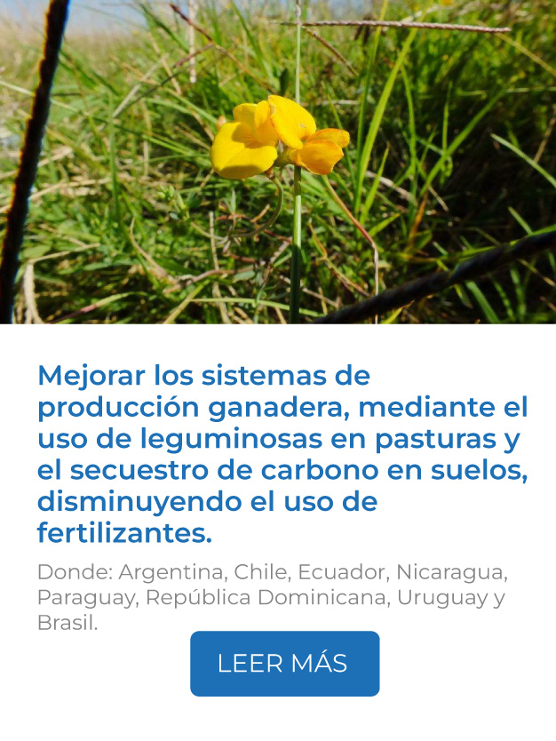 Este proyecto mejora los sistemas de producción ganadera, mediante el uso de leguminosas en pasturas, aumentando la capacidad de fijar nitrógeno, el secuestro de carbono en suelos y disminuyendo el uso de fertilizantes.