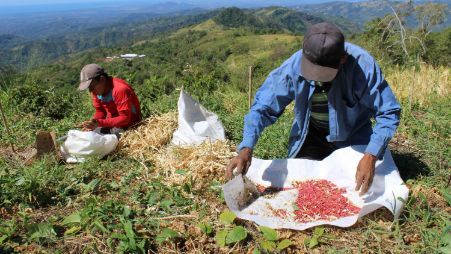 Alianzas regionales para la diseminación de frijol rico en hierro en países de América Latina