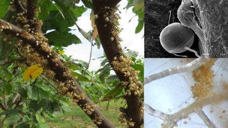 Bioproceso reductor de la solubilidad del cadmio (Cd) rizosférico