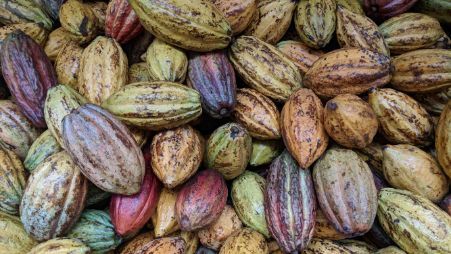 Indicaciones geográficas para el cacao Mesoamericano