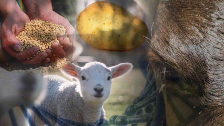 Gene editing for improvement in plant and animal species