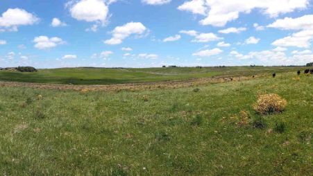 Satellite monitoring of quantity and quality of available biomass in pastoral livestock systems