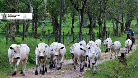 Innovaciones para reducir emisiones de metano en rumiantes