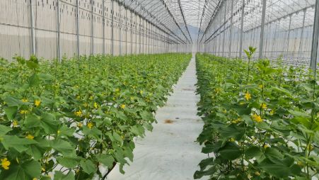 Agricultura Vertical