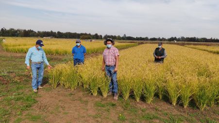 Arroz más productivo y sustentable para Latinoamérica