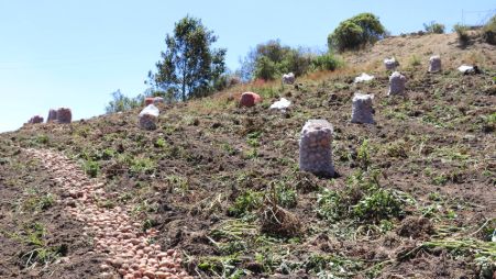Papas resilientes al cambio climático