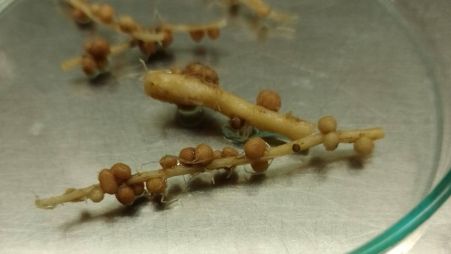 Mayor producción agrícola con menor emisión de óxido nitroso